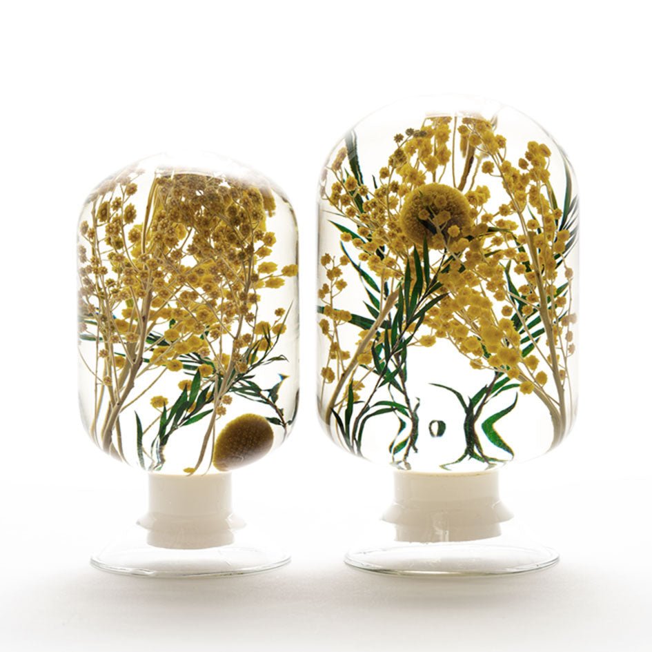 Mimosa Herbarium Presse - papier - SuperMatique