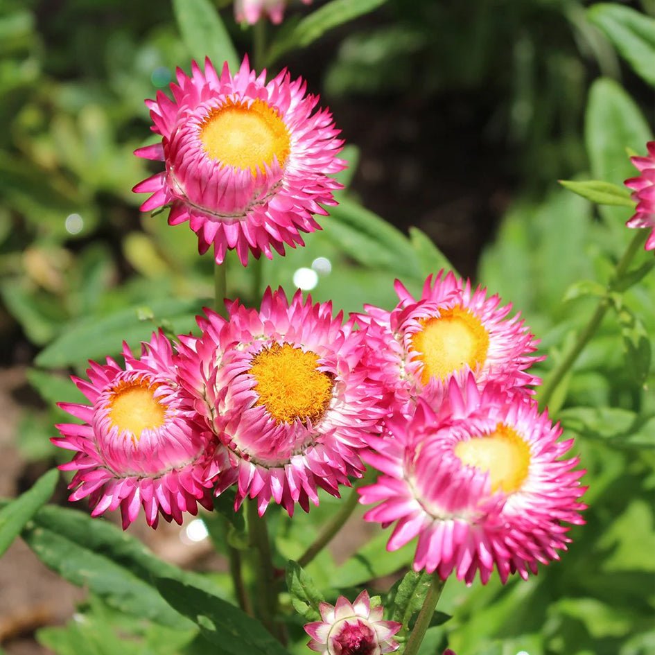 Roze Helichrysum Presse - papier (groot) - Hafod Grange - SuperMatique