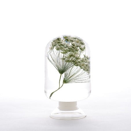 Ammi (Dille) Herbarium Presse-Papiert - SuperMatique
