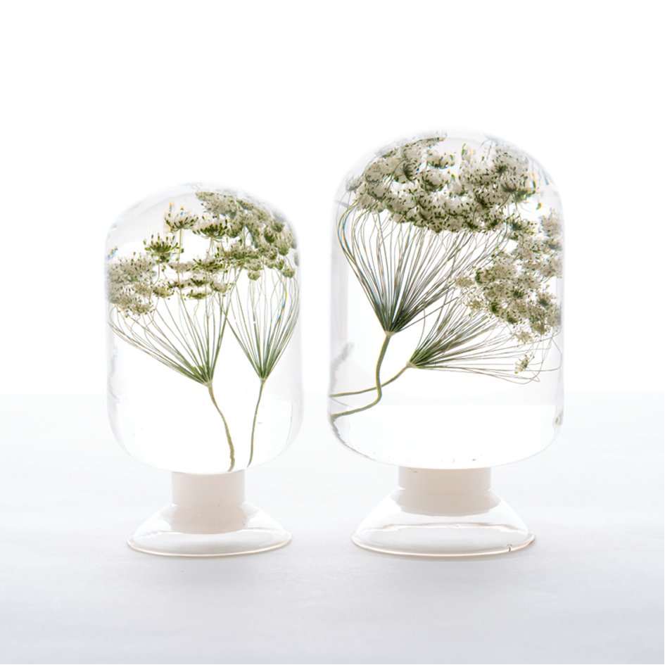 Ammi (Dille) Herbarium Presse-Papiert - SuperMatique