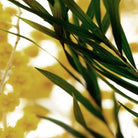 Mimosa Herbarium Presse - papier - SuperMatique