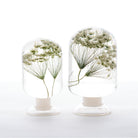 Ammi (Dille) Herbarium Presse-Papiert - SuperMatique