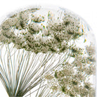 Ammi (Dille) Herbarium Presse-Papiert - SuperMatique