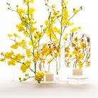 Gele Orchidee Herbarium Presse-Papier - SuperMatique