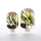 Groene Woud Herbarium Presse-Papier - SuperMatique
