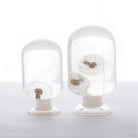 Paardenbloom Herbarium Presse-Papier - SuperMatique